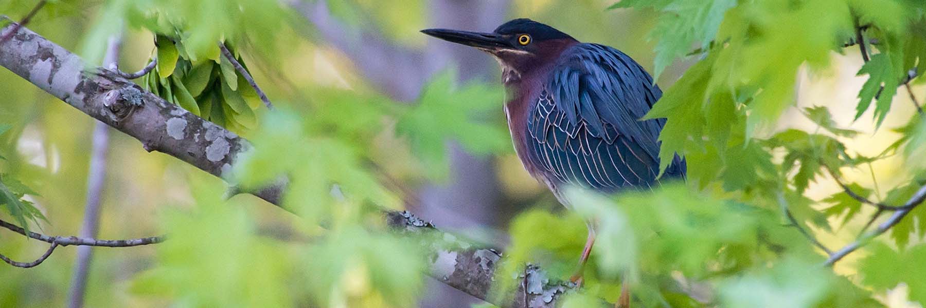 A Green Heron perches on the branch of a maple tree.