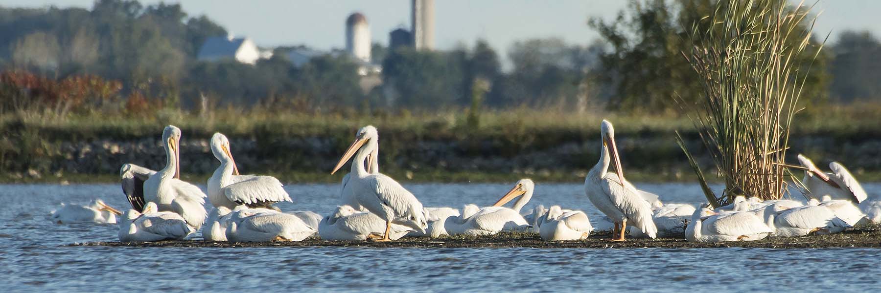 Several American White Pelicans rest together in one of the large pools of water at Goose Pond FWA in Greene County, Indiana. Farm buildings are seen in the distant background.