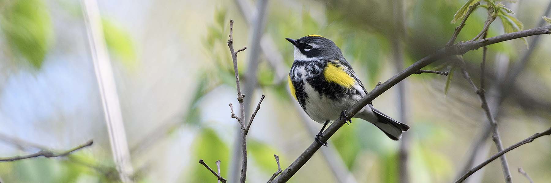 Male Yellow-rumped Warbler perched on a tree twig.