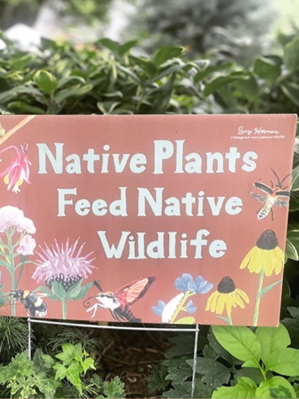 A sign on display in a garden, which says "Native Plants Feed Native Wildlife."