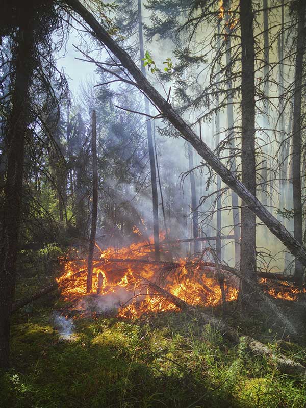 A wildfire burns in the middle of a forest.