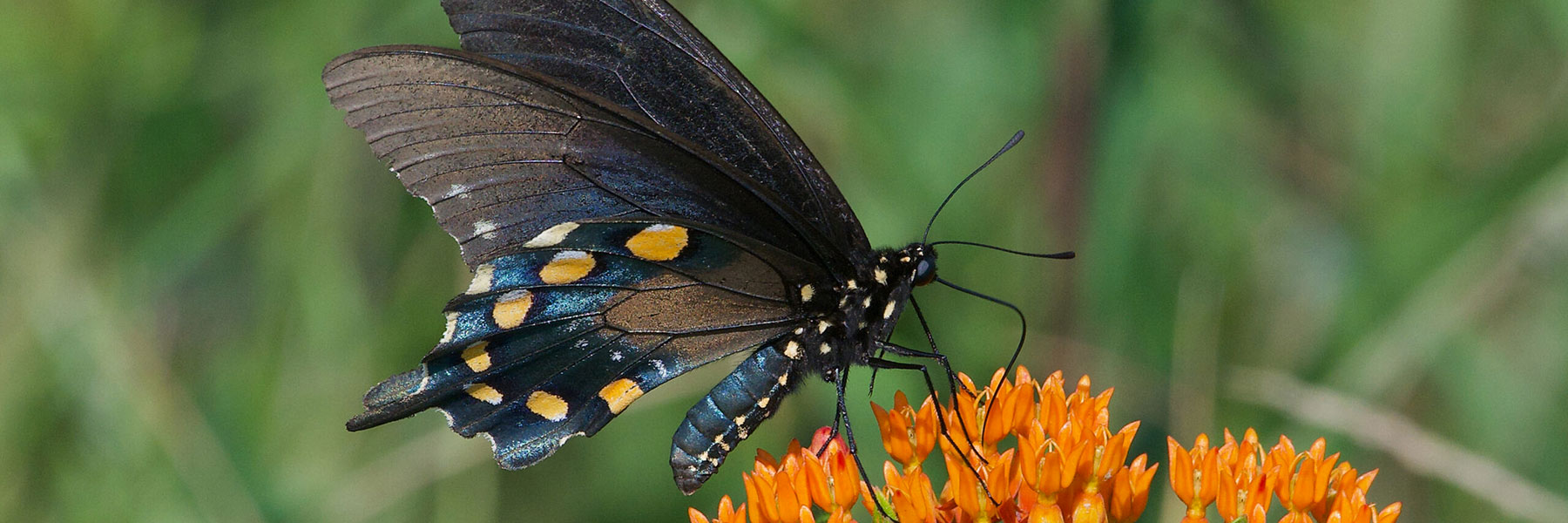 A close-up shot of a black butterfly on an orange flower.