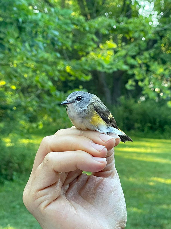 A female American redstart.