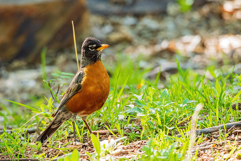 Species Spotlight: American Robin