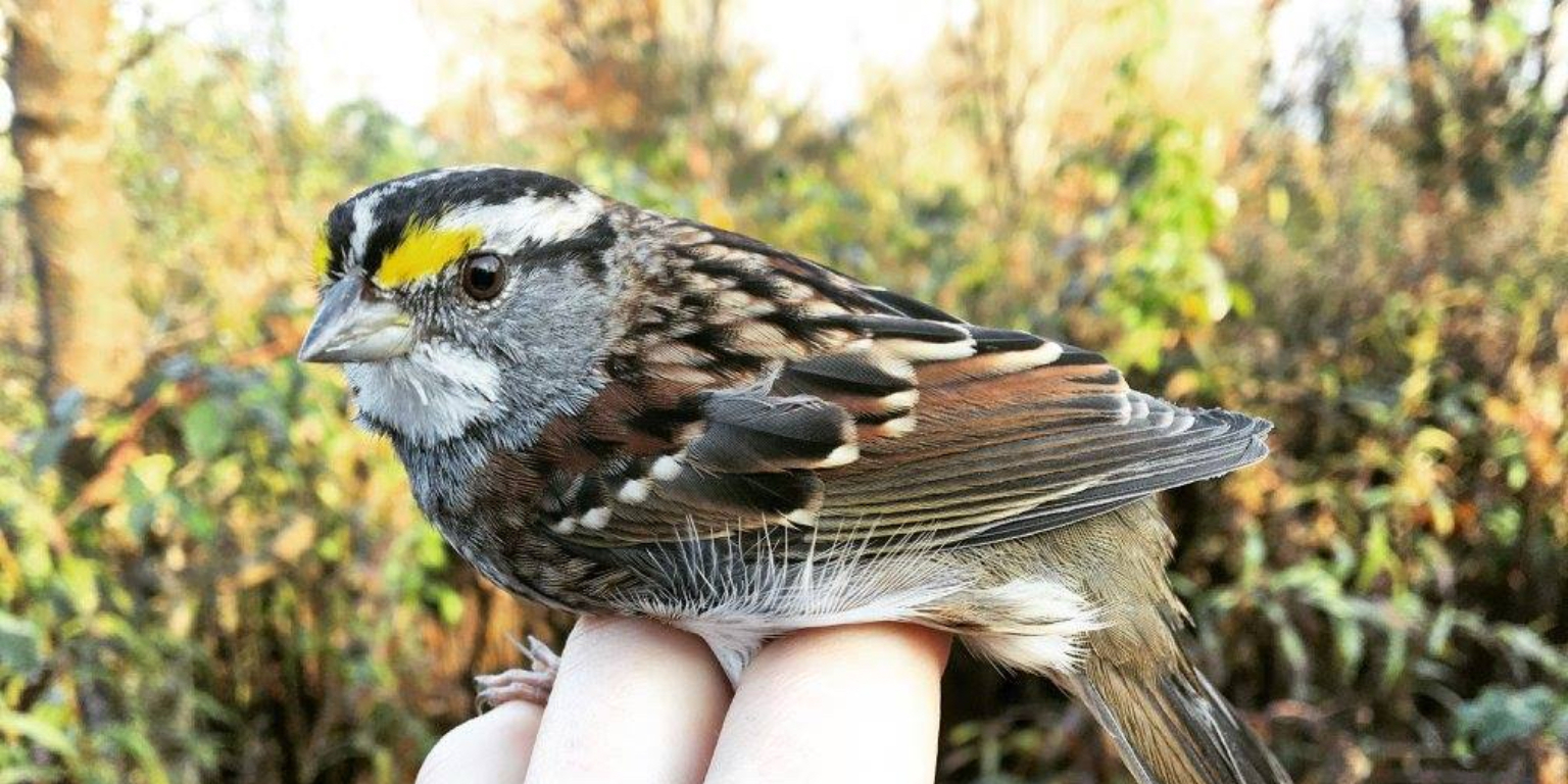 A White-throated Sparrow is gently restrained--resting on the top side of a person's hand with its legs hanging down between the person's fingers.