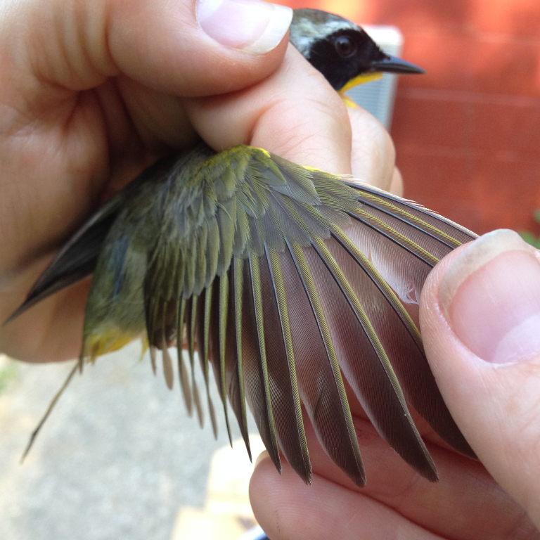 A researcher spreads the wing of a Common Yellowthroat while examining the bird.